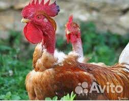 Молодые петухи