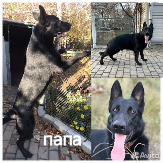 Щенки немецкой овчарки черные