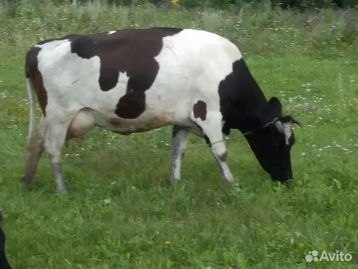 Коровы удойные