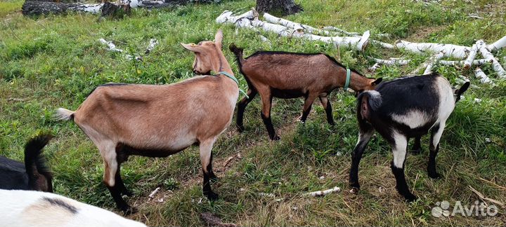 Козы дойные, козочки под покрытие