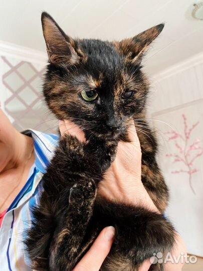 Ласковая, преданная кошка окрас черепашки