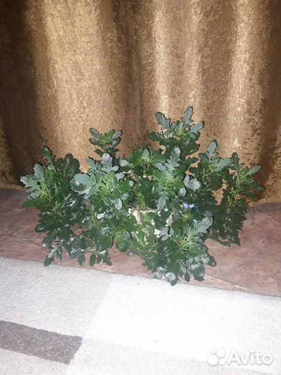 Комнатные цветы