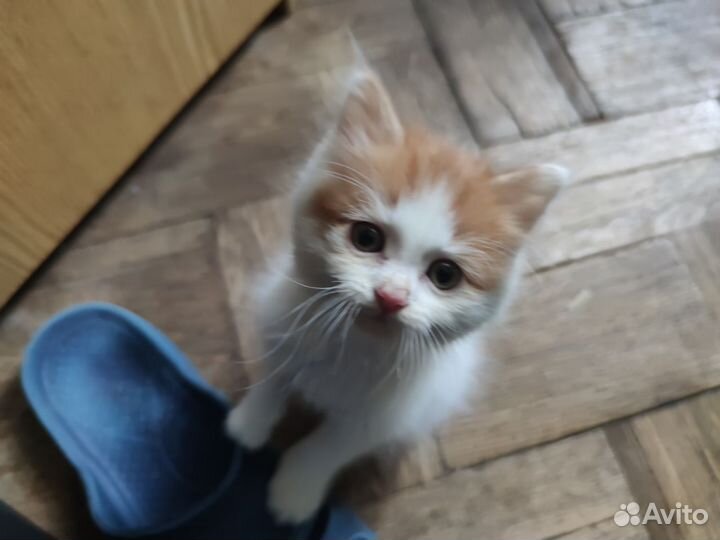 Котята ищут заботливых хозяев. Бесплатно