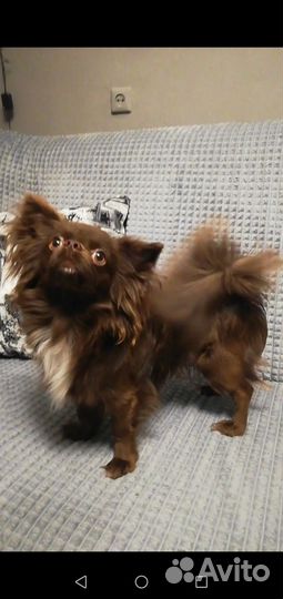 Щенки чихуахуа длинношерстные мальчик
