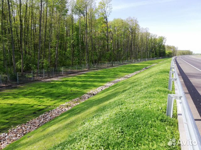 посевной газон. газон воронеж. газон партерный мавританский. состояние газона воронеж кубок\. 4х2.