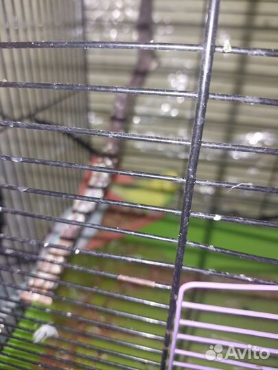 Волнистый попугай с клеткой