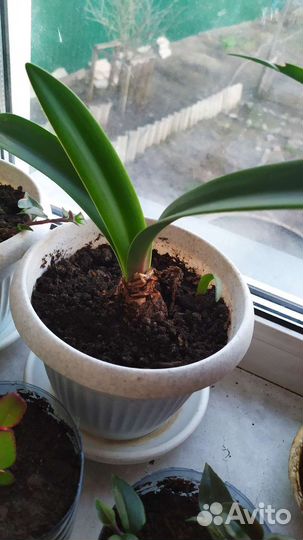 Гиппеаструм