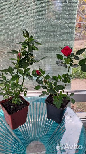 Комнатная роза в горшке