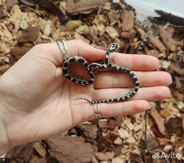 Маисовый полоз Змея прирученная