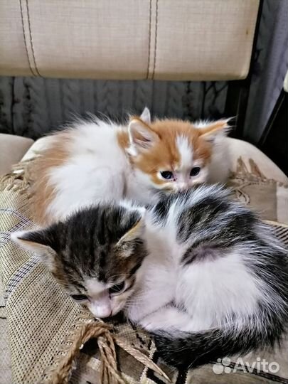 Кошка и два кота