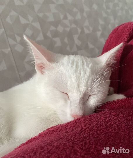 Белая кошечка