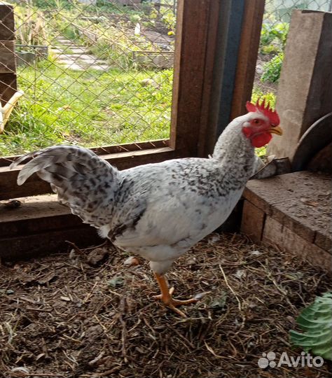 Молодые петухи