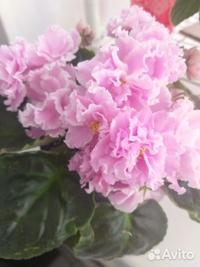 Сортовые фиалки