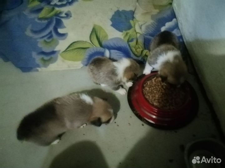 Продажа щенки корги
