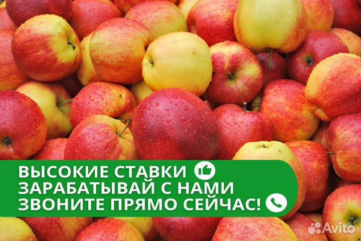 Упаковщик яблок работа вахтой