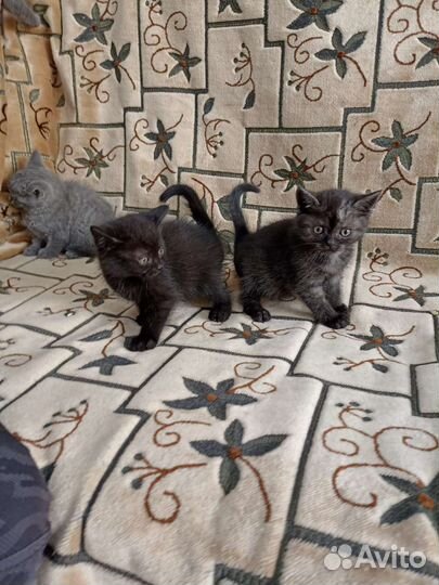 Котята в добрые руки бесплатно