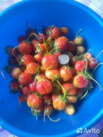 Клубника саженцы