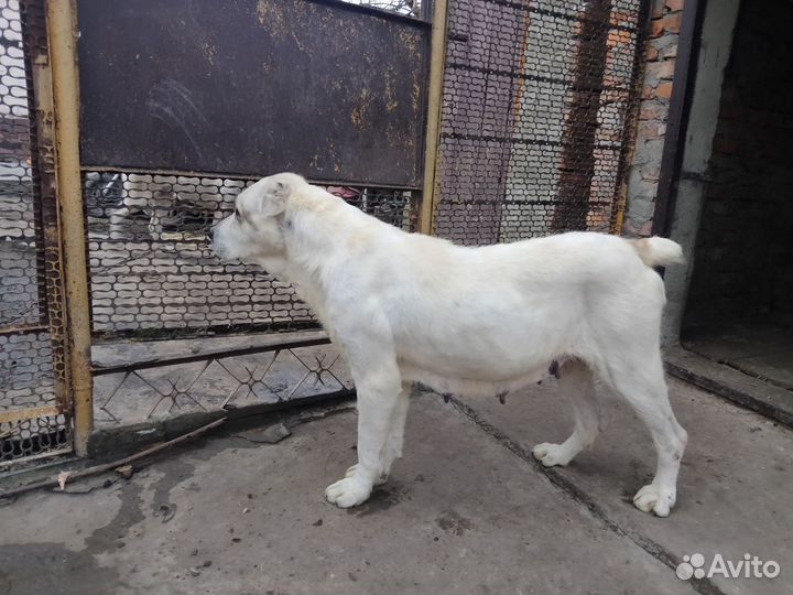 Среднеазиатская овчарка алабай щенки