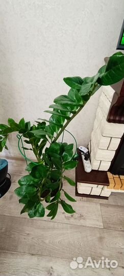 Замиокулькас (Долларовое дерево)
