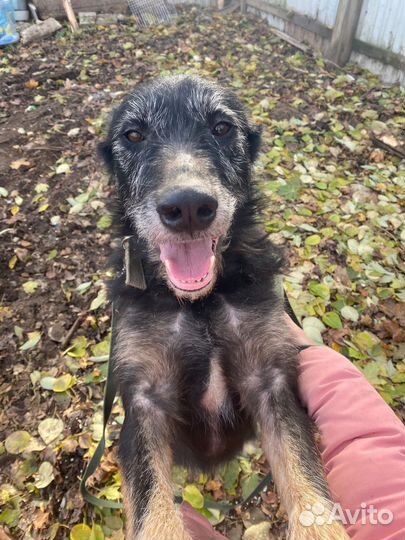 Собака Боря ищет дом