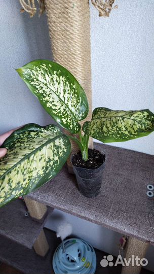 Диффенбахия