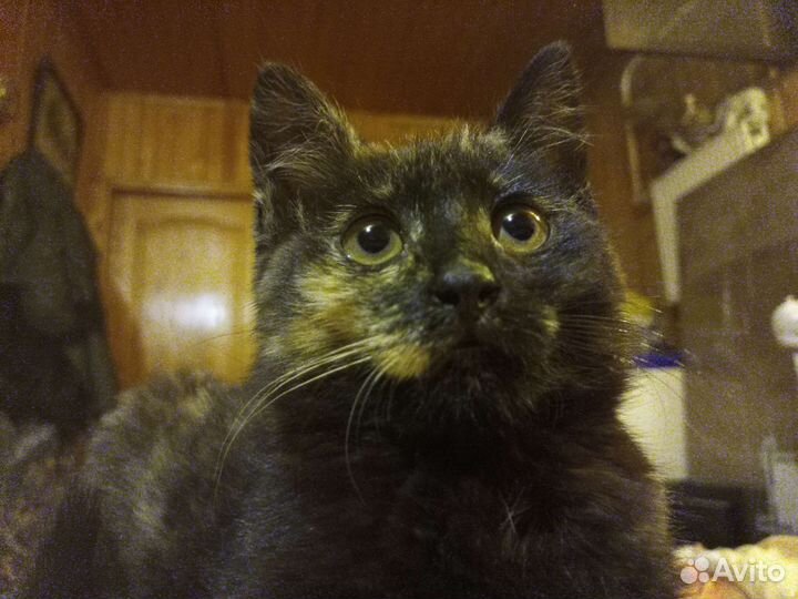 Котенок, кошечка в добрые руки