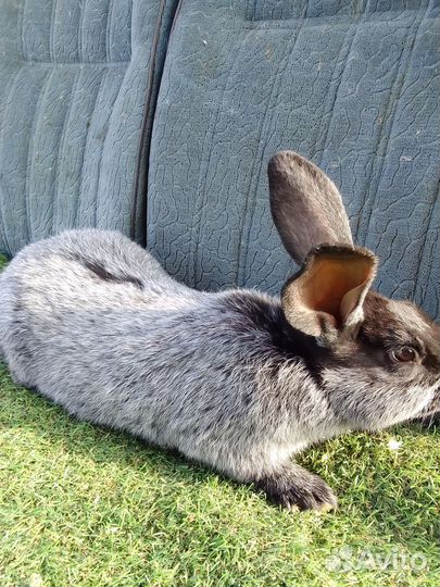 Кролики породы Полтавское серебро, Рэкс
