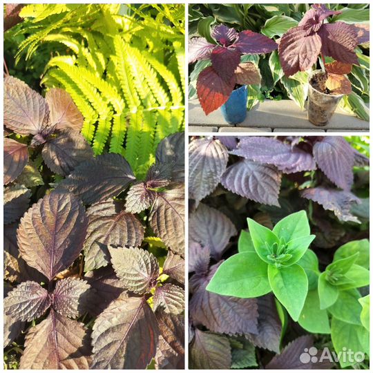 Лилия, перилла, астильба, вариегаты