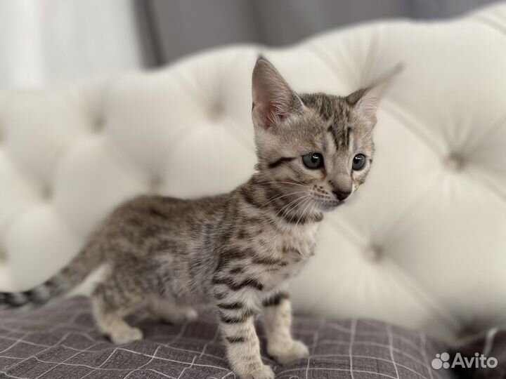 Котята саванна ф5