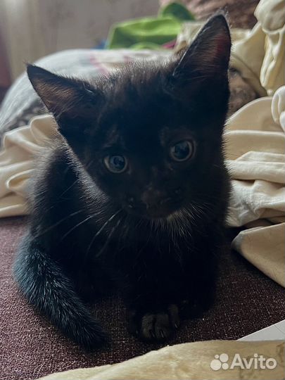 Котята бесплатно