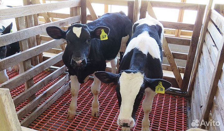 Бычки от 1 месяца