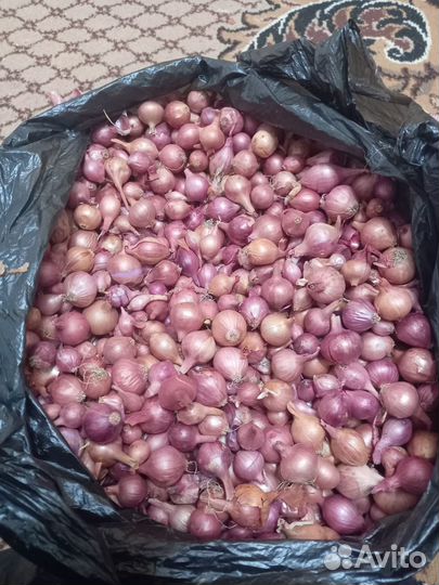 Семена для огорода