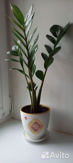 Замиокулькас долларовое дерево