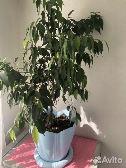 Фикус бенджамина
