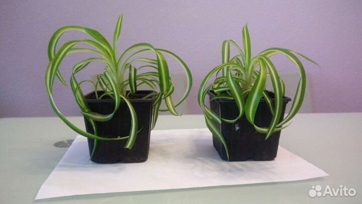 Очиток седум, Хлорофитум кудрявый, фиалки сортовые