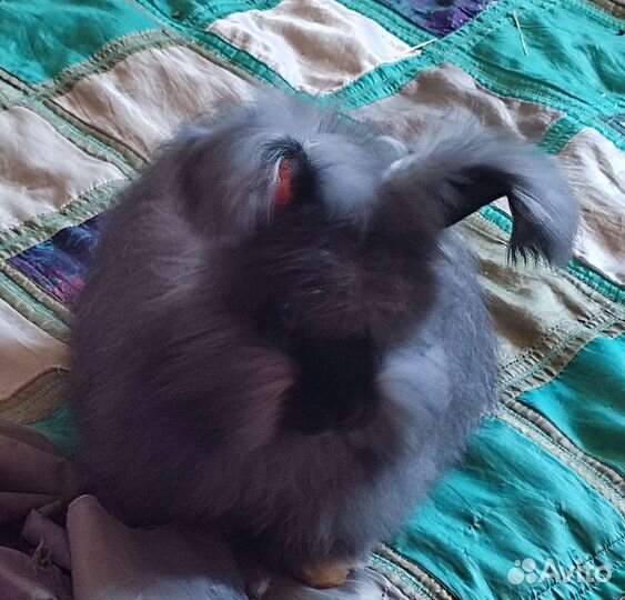 Пуховые крольчата немецкая ангора