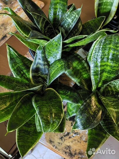 Сансевиерия ханни маргината