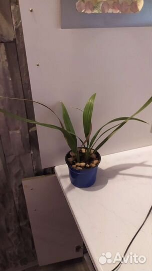 Дерево на пол в офис или квартиру