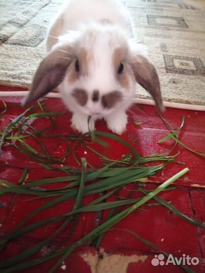 Декоративные кролики