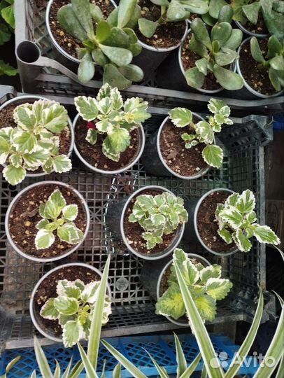 Традесканция, плектрантусы, колизия, хлорофитум