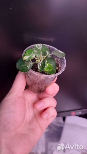 Комнатные растения