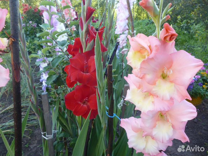 Гладиолусы луковицы