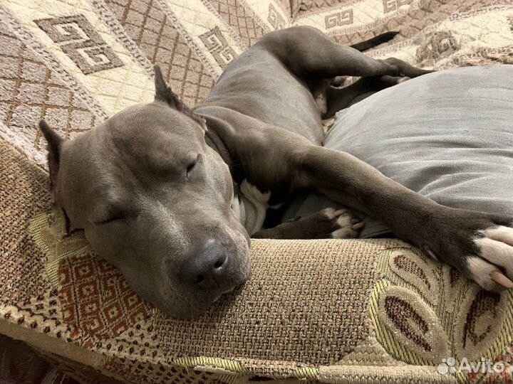 Стаффордширский терьер на вязку