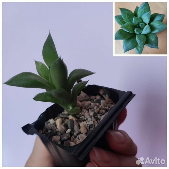 Суккуленты