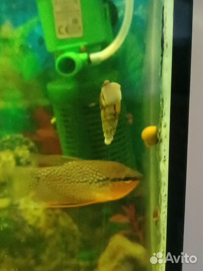 Улитки аквариумные мелании