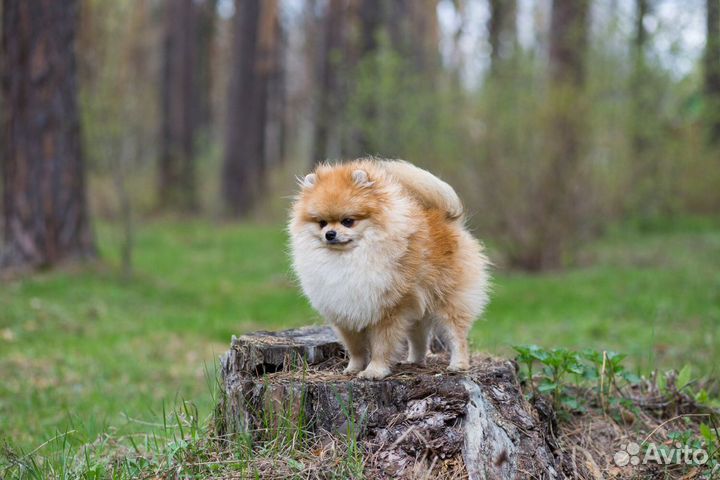 Немецкий шпиц