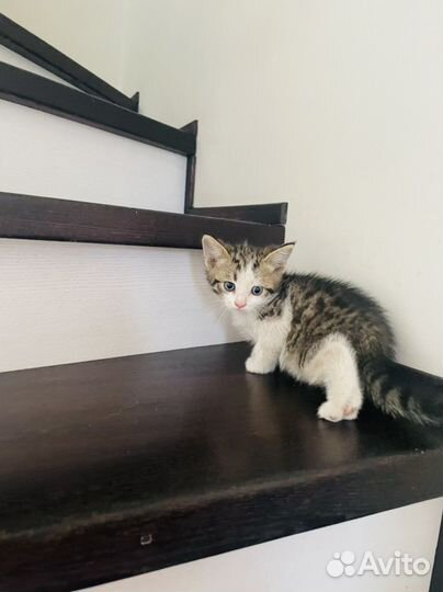 Кошка в дар бесплатно