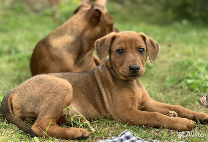 Щенки немецкого/ стандартного пинчера
