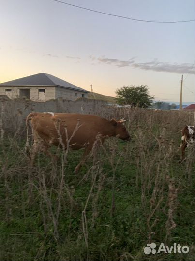 Коровы, телки, телята, есть бычок на откорме