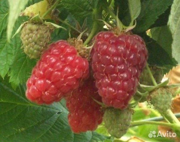 Саженцы высокоурожайной малины